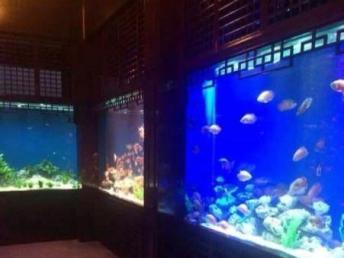 上海大型海鮮魚缸制作設(shè)計工廠與影視節(jié)目策劃 花鳥魚蟲市場的跨界融合